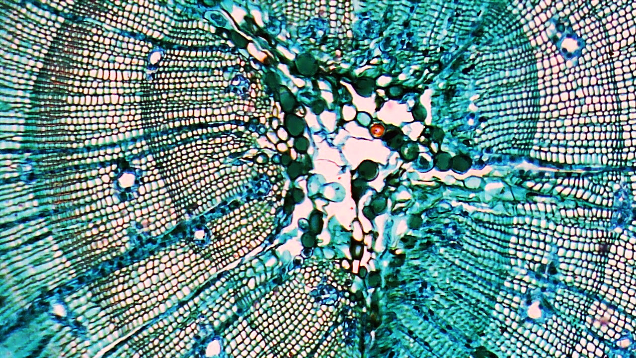 A slice through a stemp of a pine?