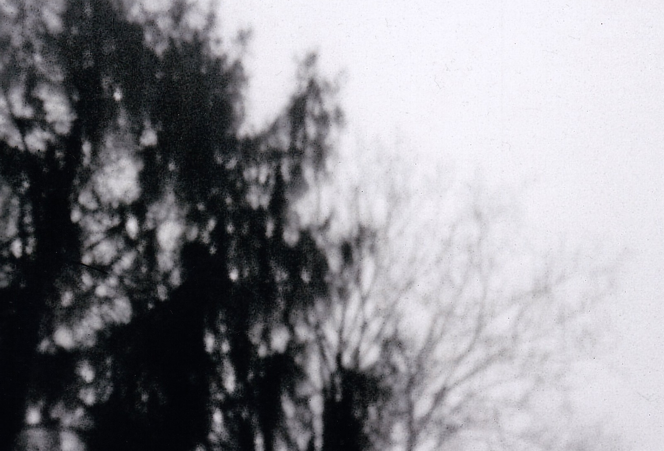 A tree in Platos Cave Allegory